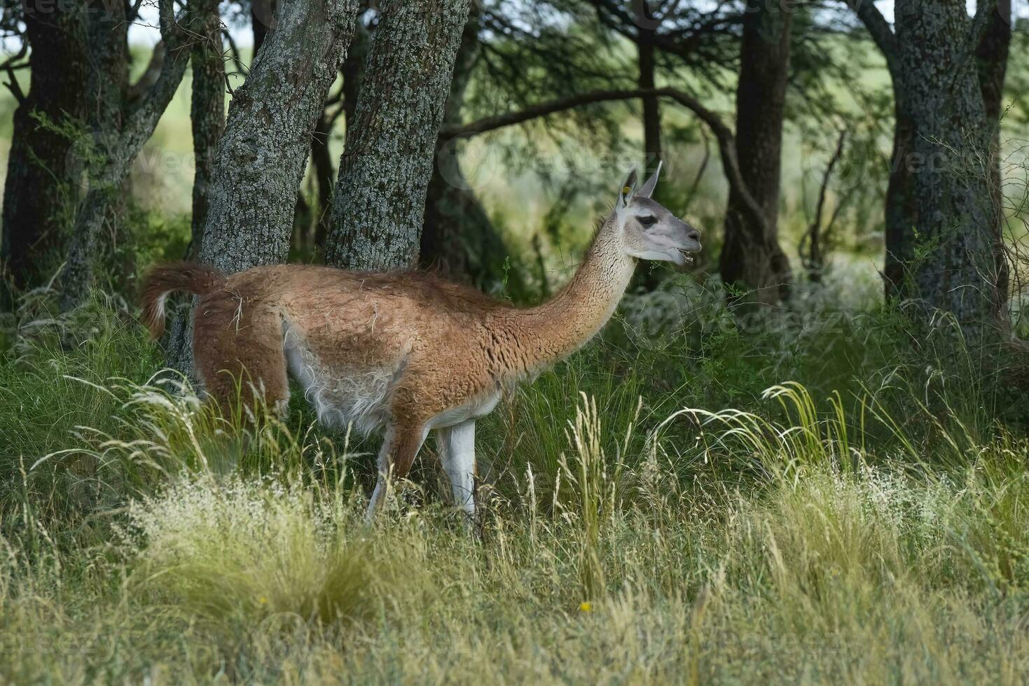 guanaco, lama guanicoa, luro parque, la pampa província, la pampa, Argentina. foto