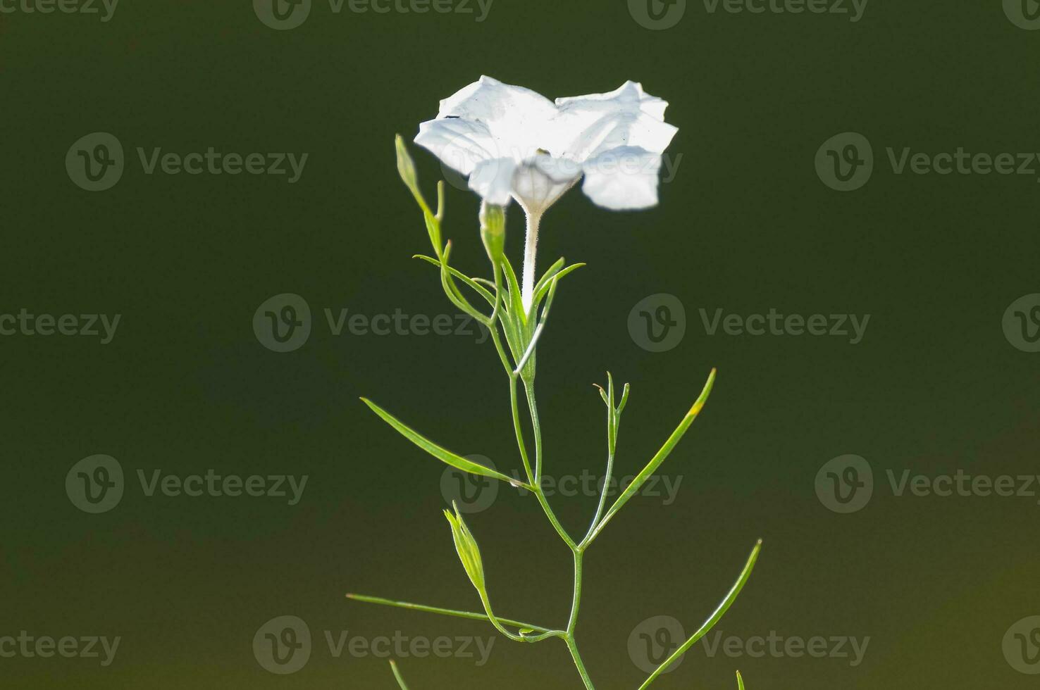 selvagem flores dentro semi desértico ambiente, caldeirão floresta, la pampa Argentina foto