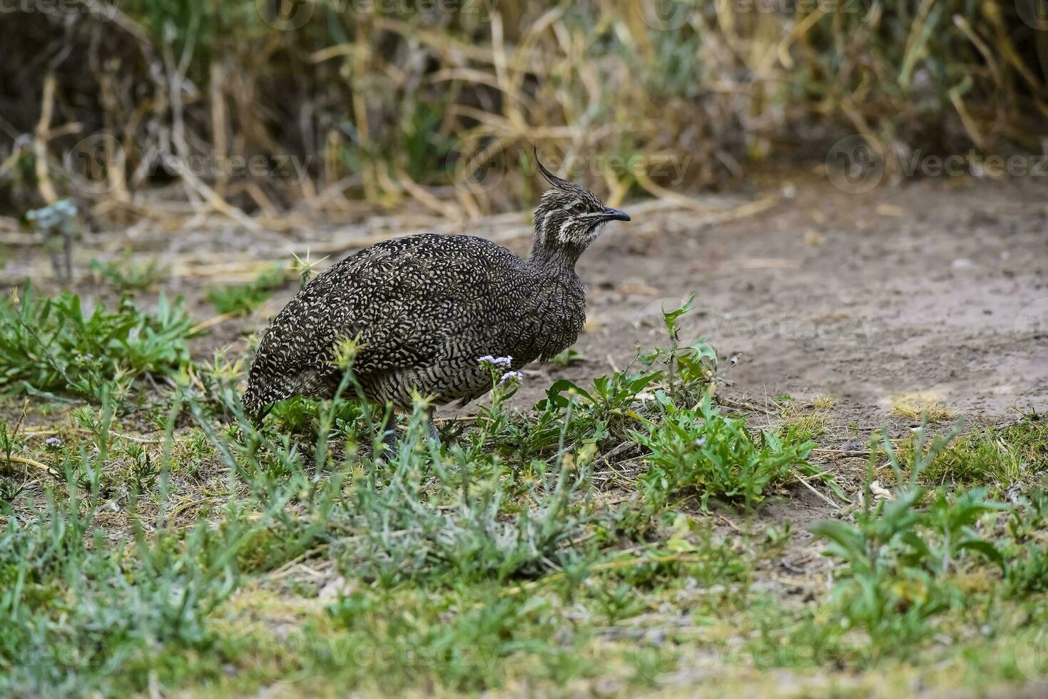 elegante com crista tinamou, eudromia elegantes, pampas pastagem ambiente, la pampa província, Patagônia, Argentina. foto