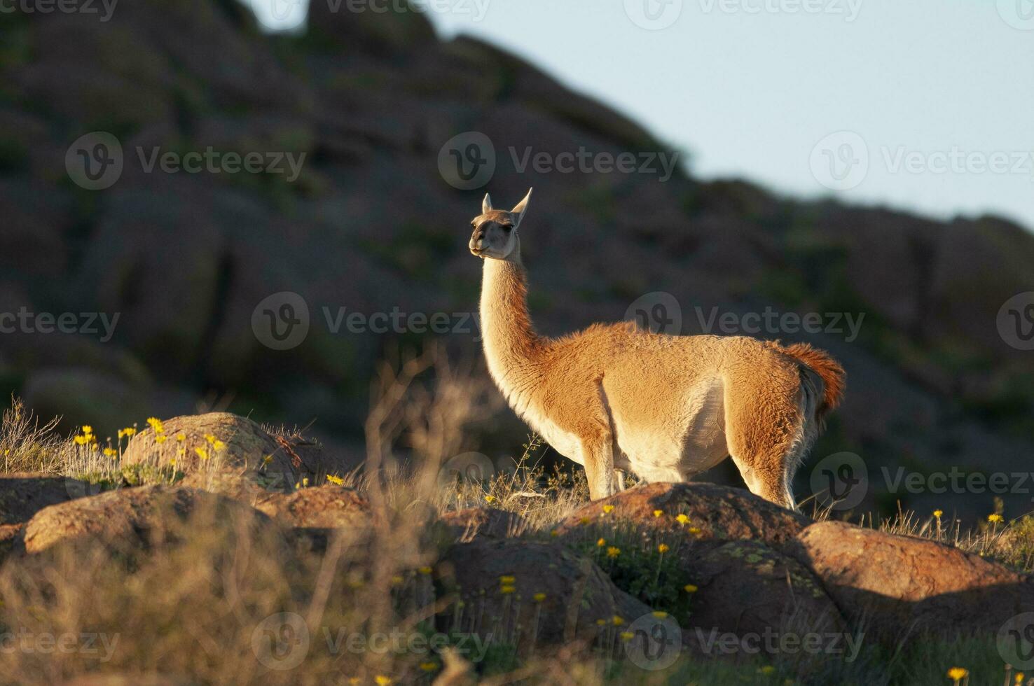 guanacos dentro lihue calel nacional parque, la pampa, Patagônia, Argentina. foto