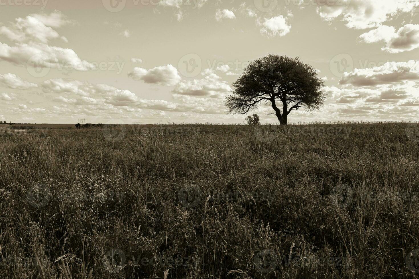 florido paisagem, la pampa, Argentina foto