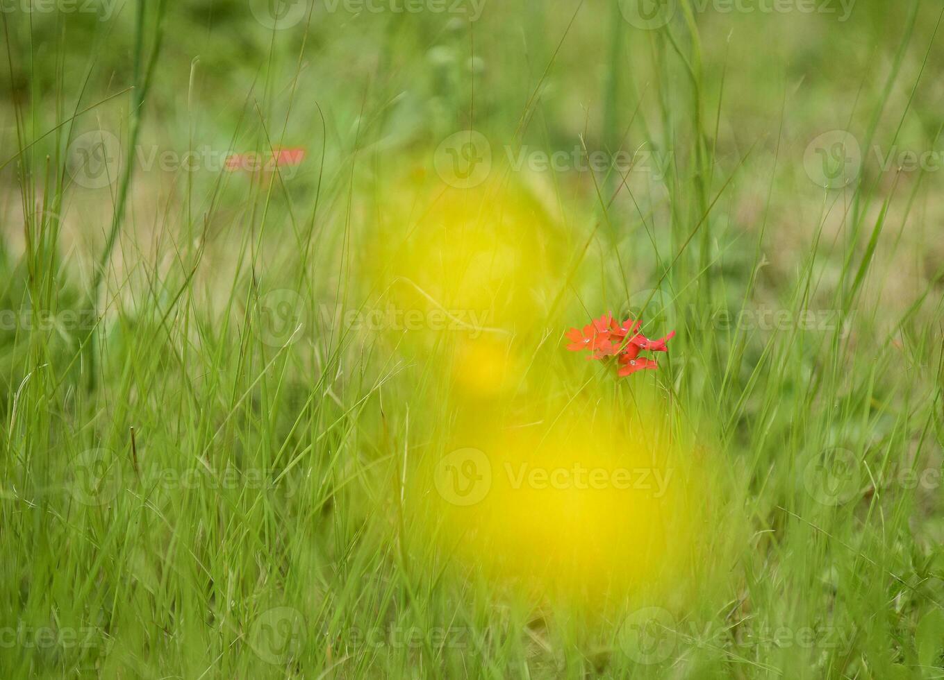 borboleta em uma selvagem flor dentro Patagônia, Argentina foto