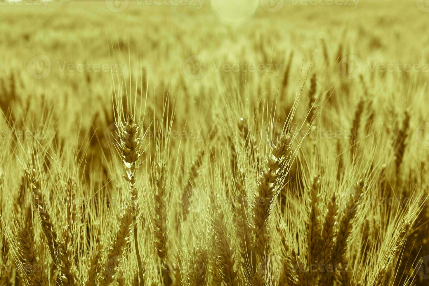 trigo espigões ,cereal plantado dentro la pampa, Argentina foto