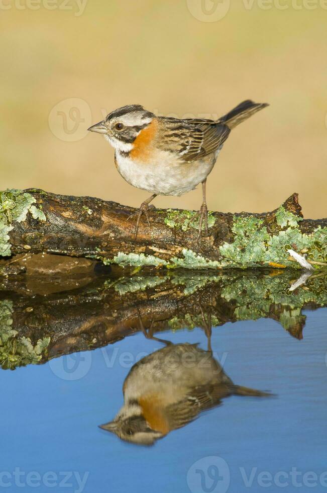 ruivo colarinho pardal, zonotrichia capensis, caldeirão fores, la pampa , Argentina foto