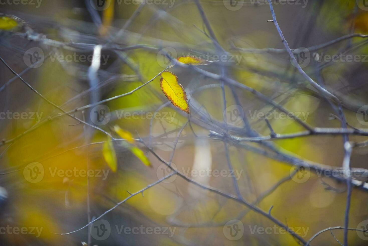 outono folhas dentro a floresta, la pampa província, Patagônia, Argentina. foto