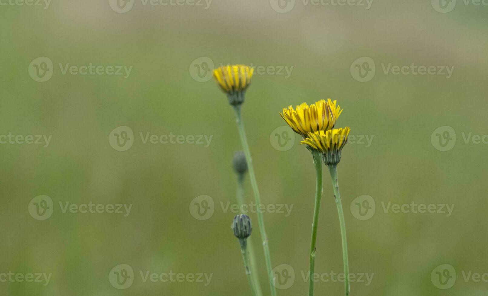 amarelo selvagem flor dentro Patagônia, Argentina foto