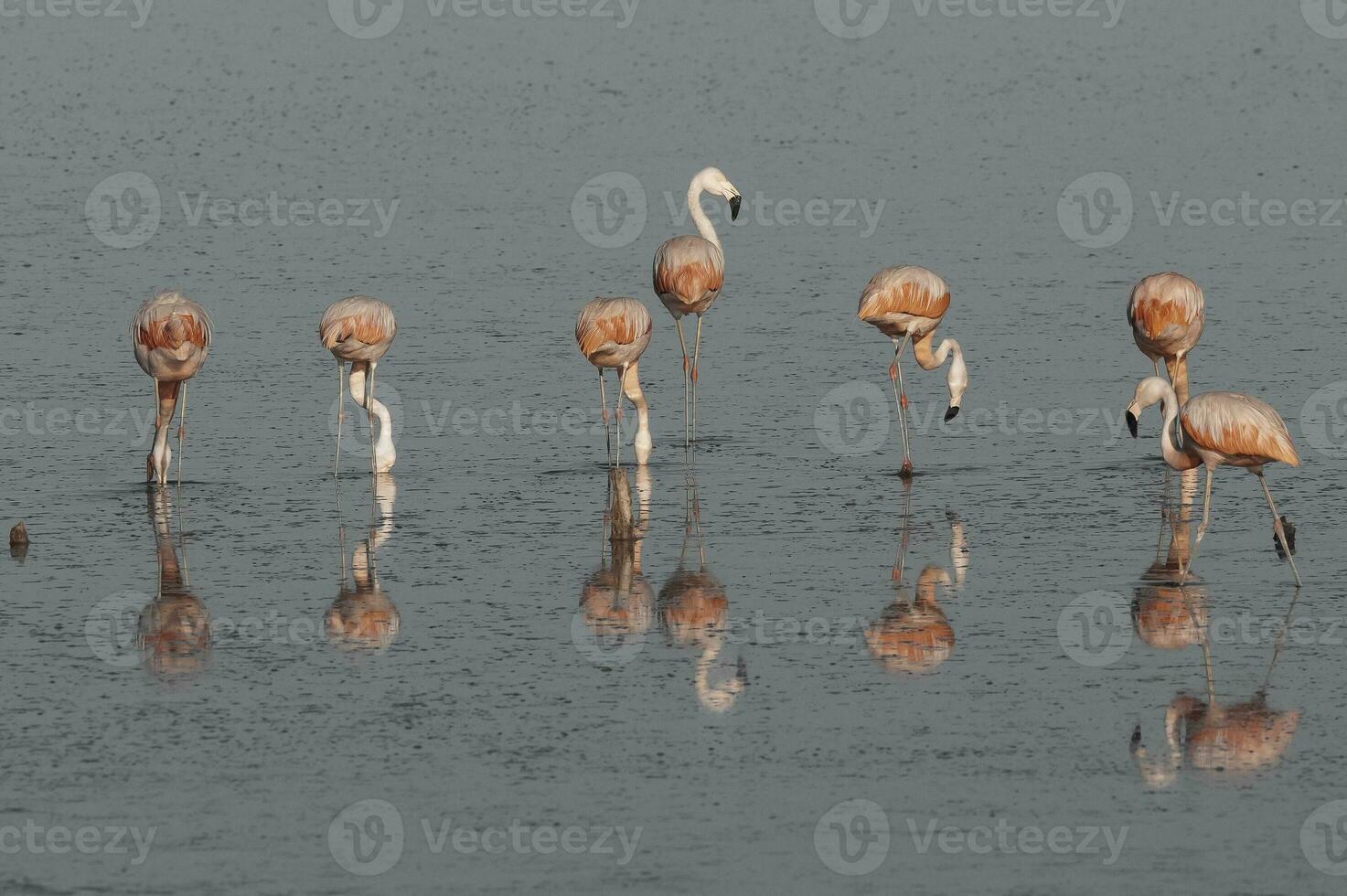 flamingos descansar dentro uma salgado lagoa, la pampa província, patagônia, Argentina. foto