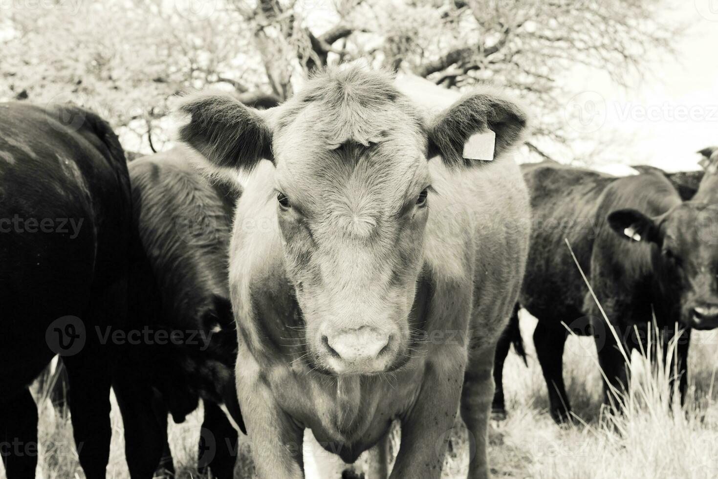 bois alimentado em pasto, la pampa, Argentina foto