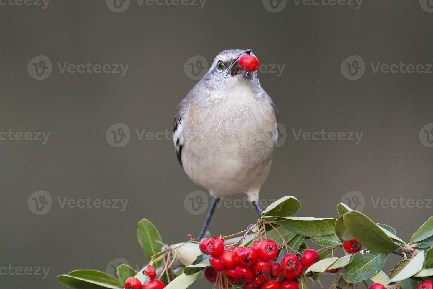 branco Unido mockingbird, mimus triurus, comendo selvagem frutas caldeirão floresta, la pampa , Argentina foto
