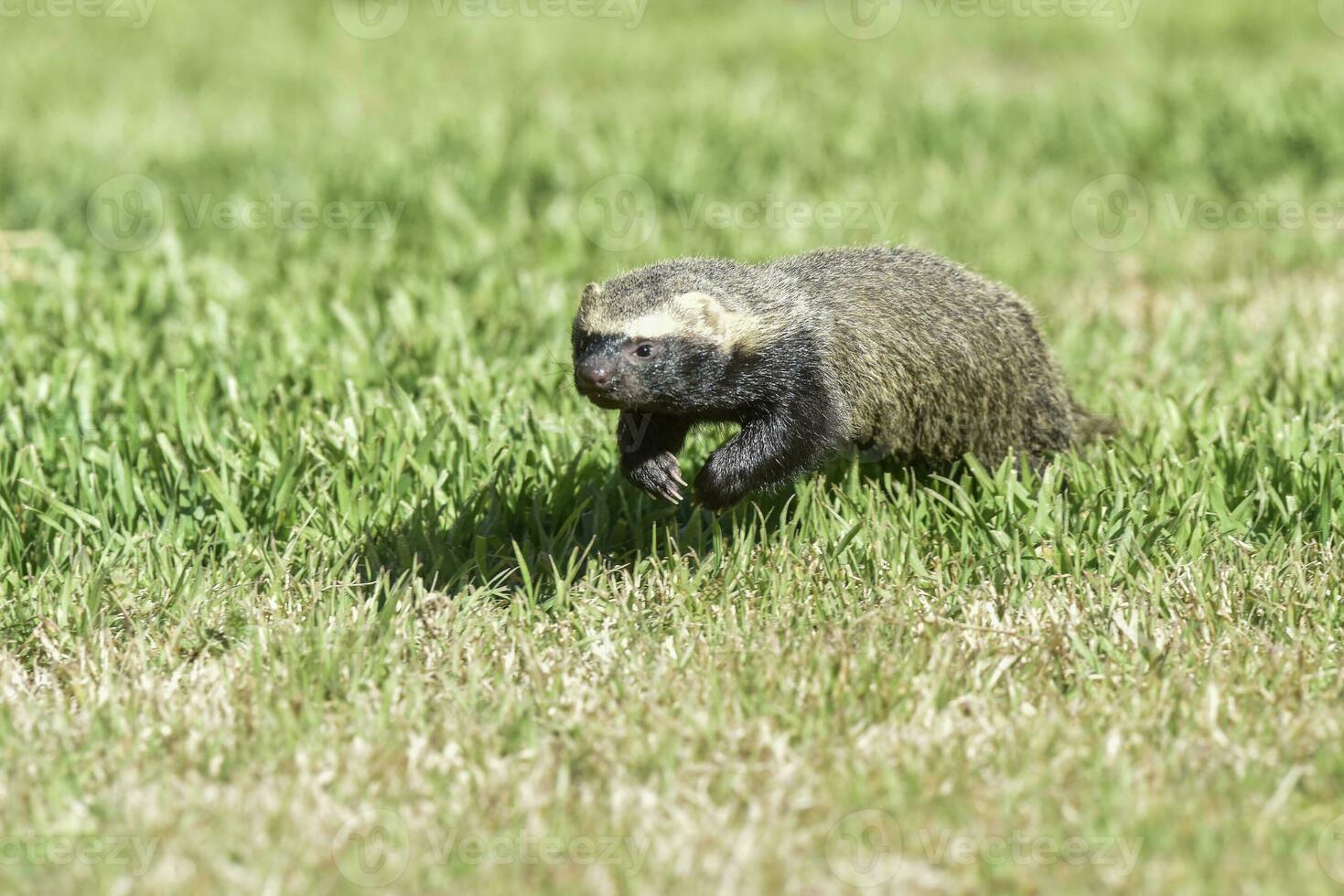 pequeno grison, pampas, Patagônia, Argentina foto