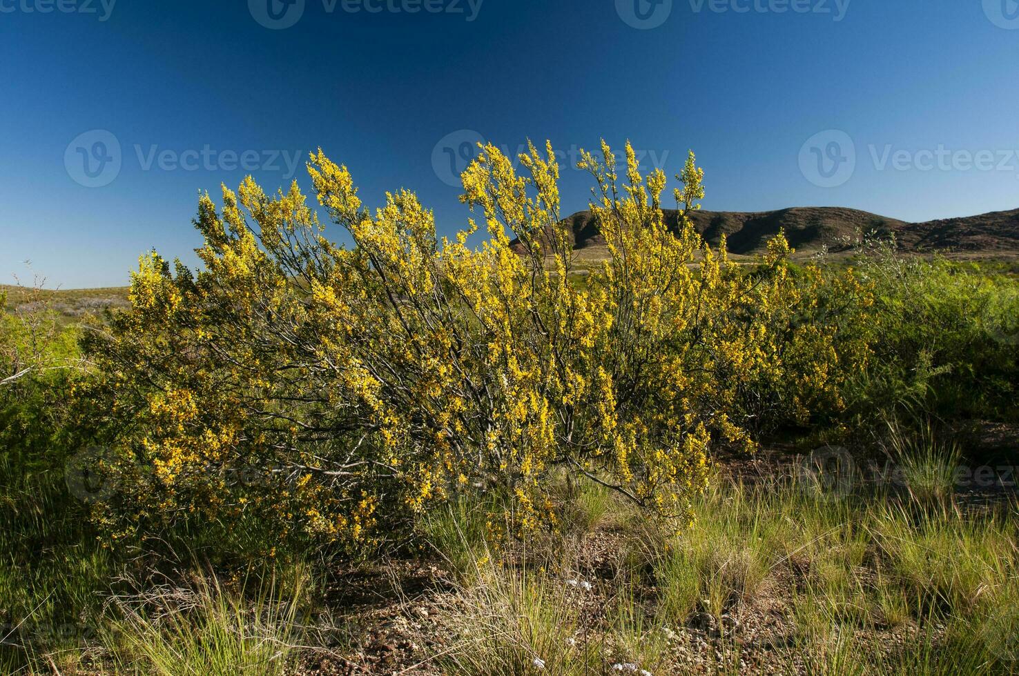 creosote arbusto, lihue calel nacional parque, la pampa, Argentina foto