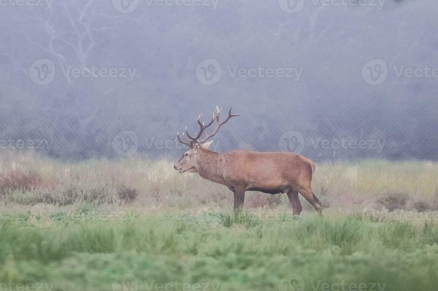 masculino vermelho veado dentro la pampa, Argentina, parque luro, natureza reserva foto