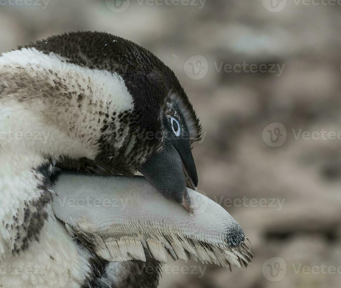 Adelie pinguim, juvenil mudando penas, paulet ilha, Antártica foto