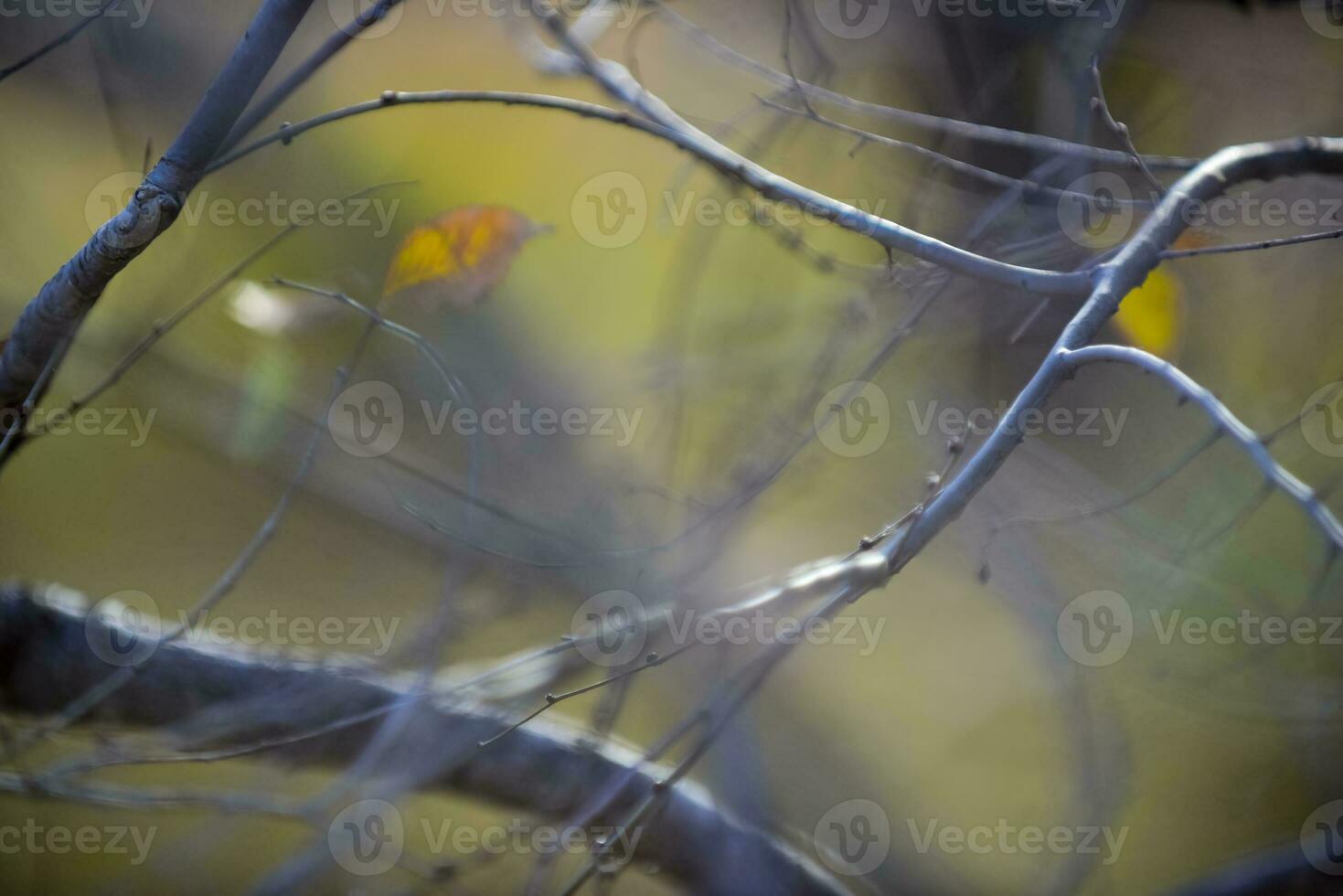 outono folhas dentro a floresta, la pampa província, Patagônia, Argentina. foto