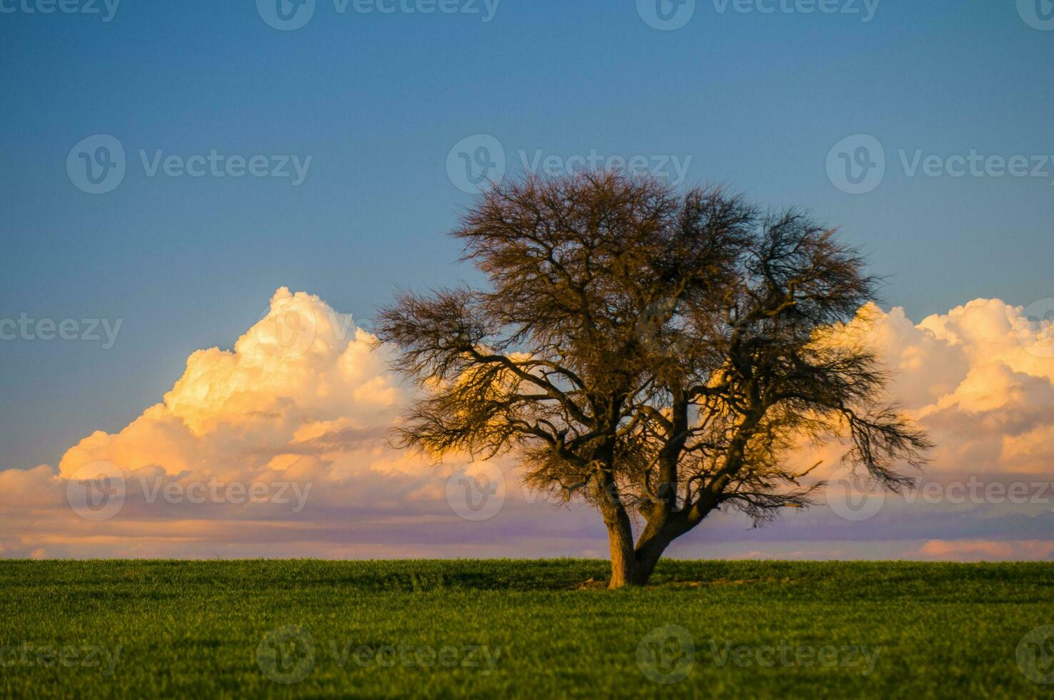 solitário árvore dentro a simples, pampas, Argentina foto