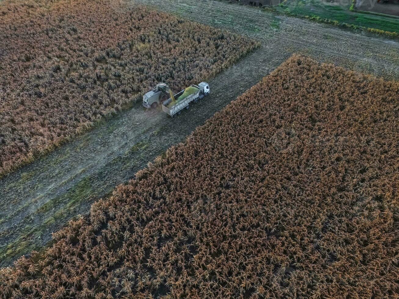 sorgo colheita, dentro la pampa, Argentina foto