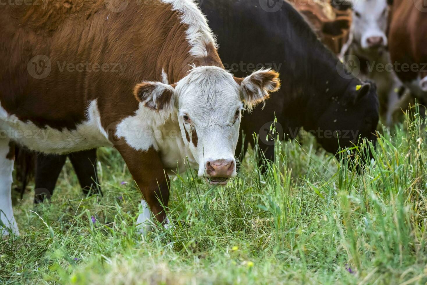 alimentado Relva gado, vacas dentro pampas, Argentina foto