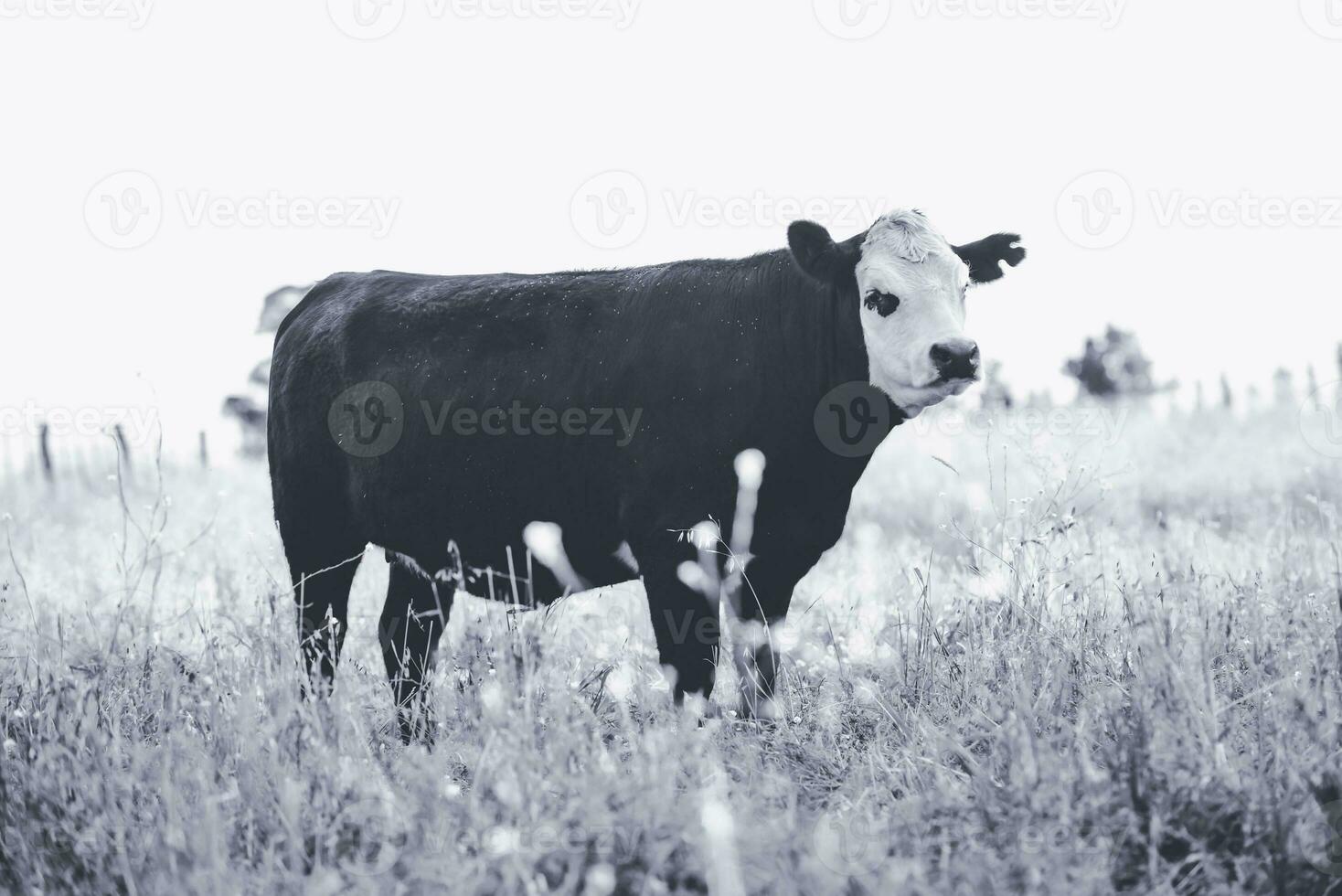 vacas dentro campo, em pampas paisagem, Argentina foto