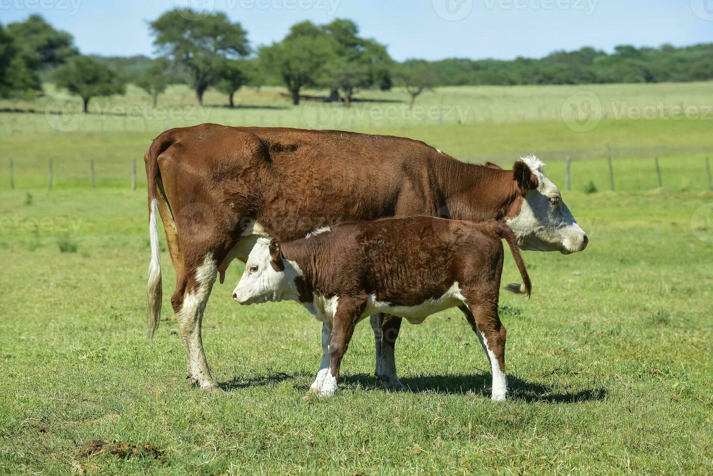 vaca e bezerro dentro Argentino campo, lá pampa província, Patagônia, Argentina. foto