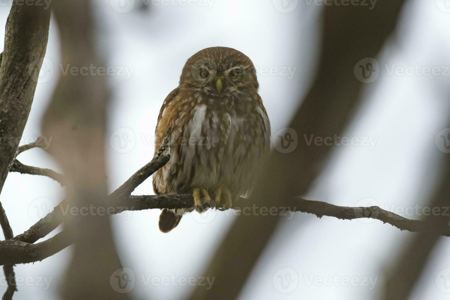 ferruginoso pigmeu coruja, glaucídio brasilianum, caldeirão floresta, la pampa província, Patagônia, Argentina. foto