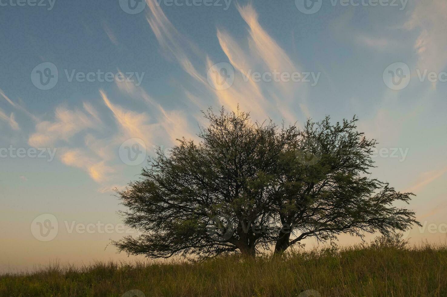 caldeirão floresta paisagem, geoffraea decorticantes plantas, la pampa província, Patagônia, Argentina. foto