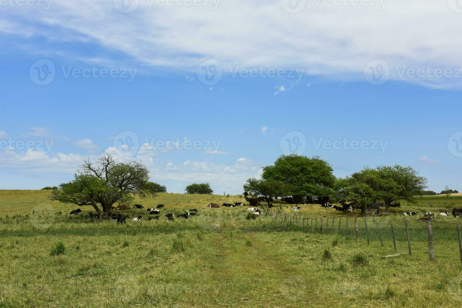 bois alimentado em pasto, la pampa, Argentina foto