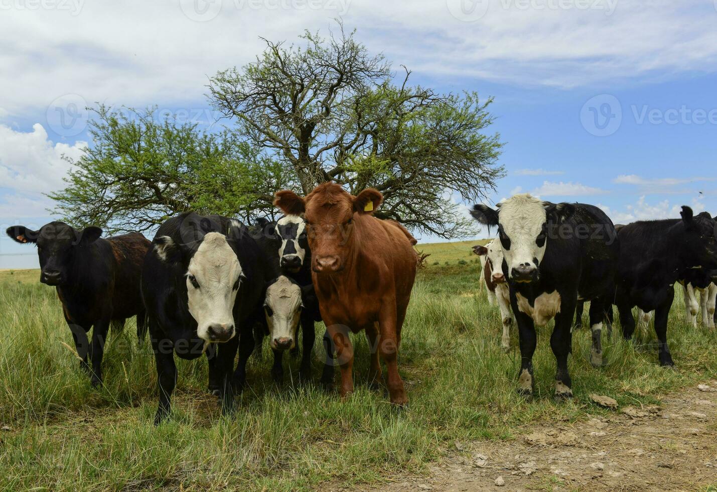 bois alimentado em pasto, la pampa, Argentina foto