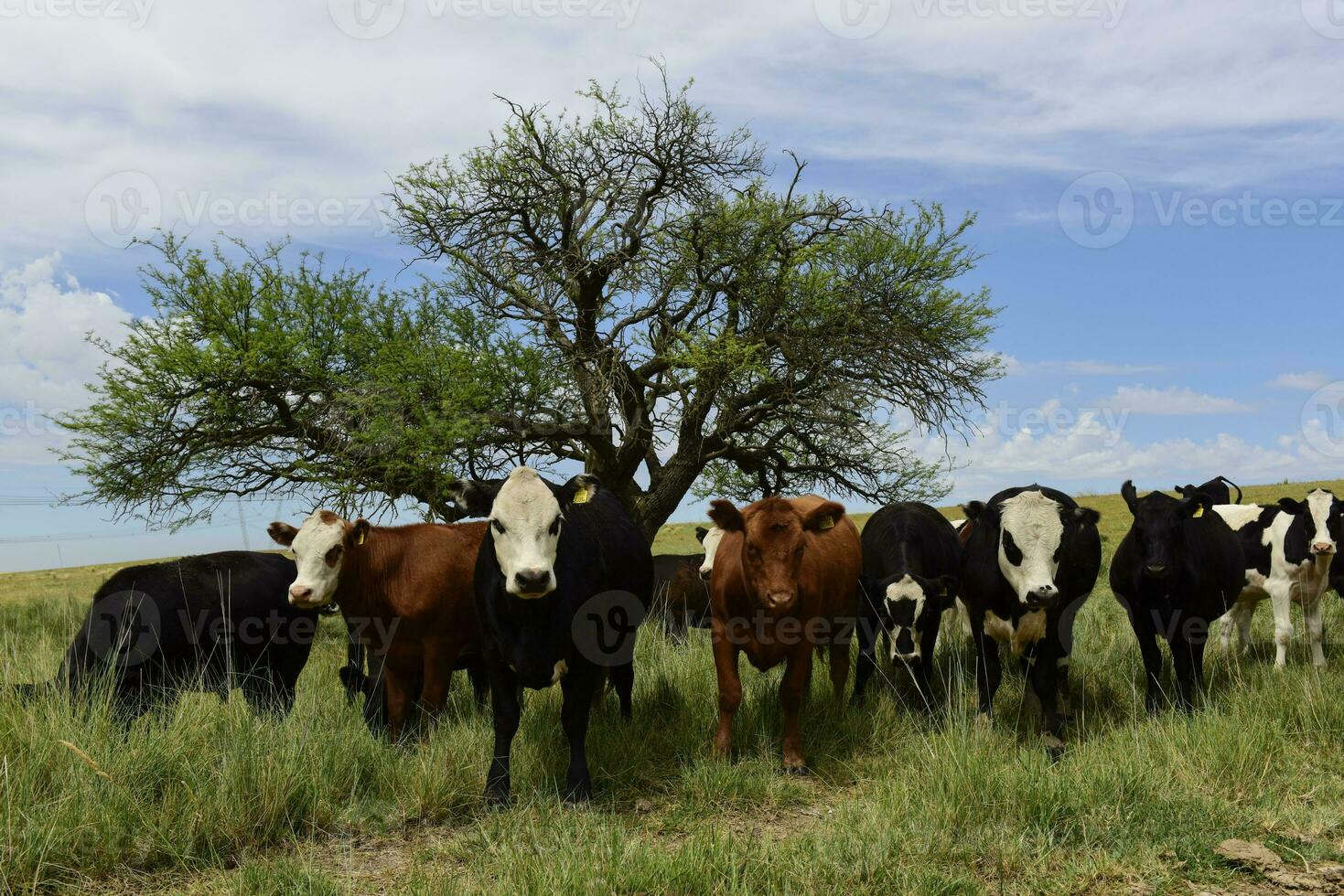 bois alimentado em pasto, la pampa, Argentina foto