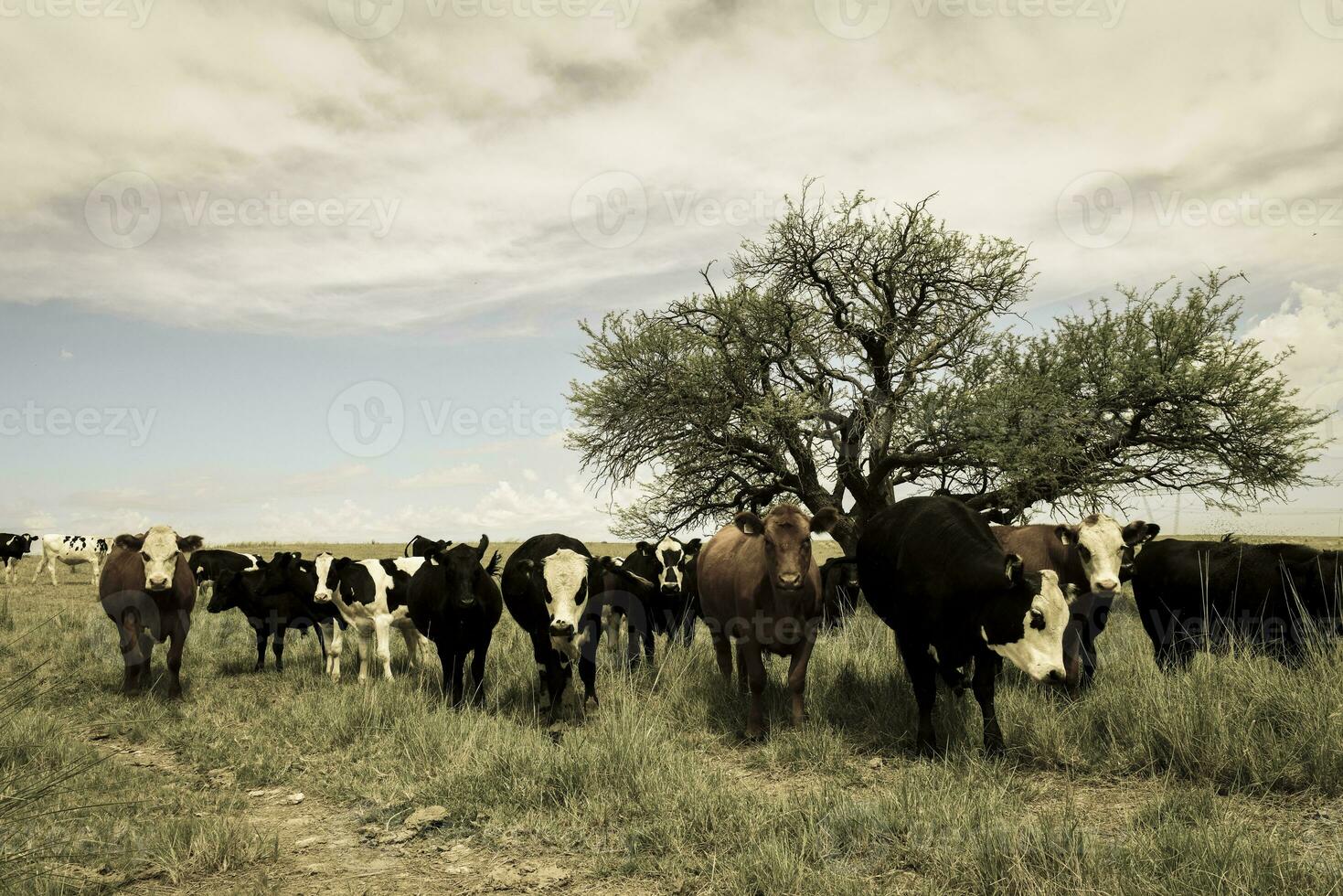 bois alimentado em pasto, la pampa, Argentina foto