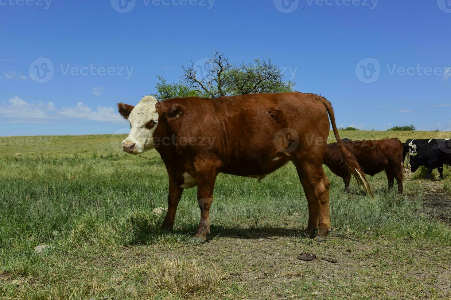 bois alimentado em pasto, la pampa, Argentina foto