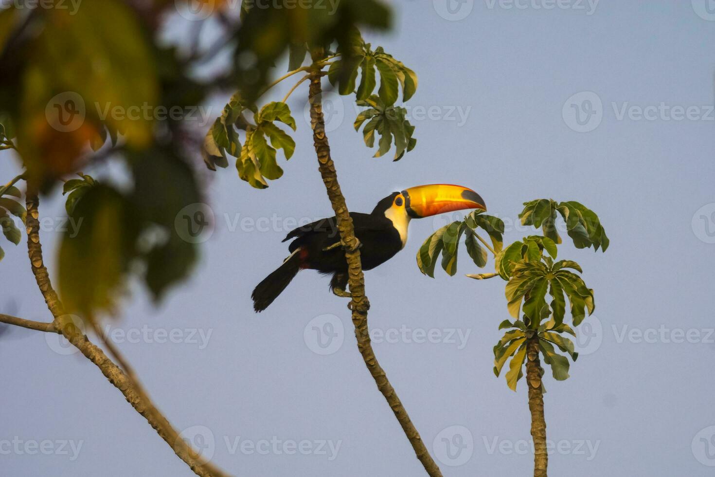 toco tucano, dentro floresta meio ambiente pantanal, Brasil foto