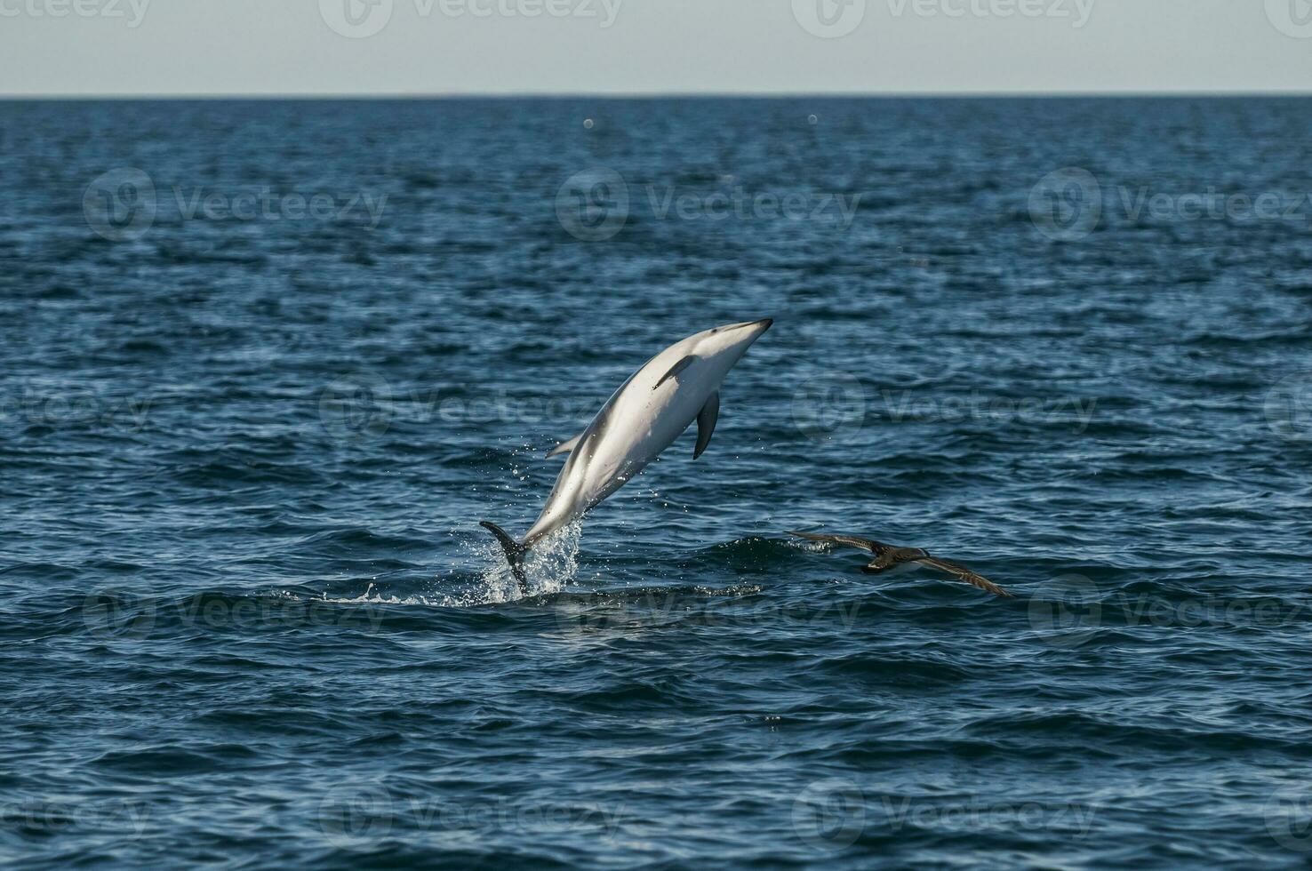 obscuro golfinho pulando, Península valdes, patagônia, argentina foto