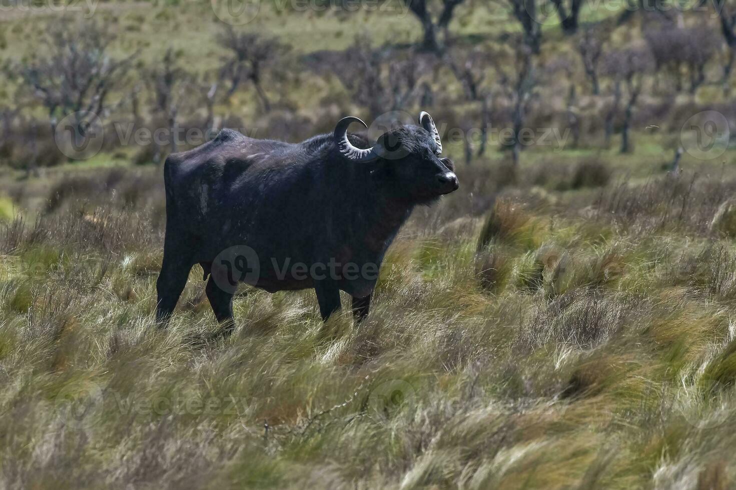 água búfalo, Bubalus bubalis, espécies introduzido dentro Argentina, la pampa província, patagônia. foto