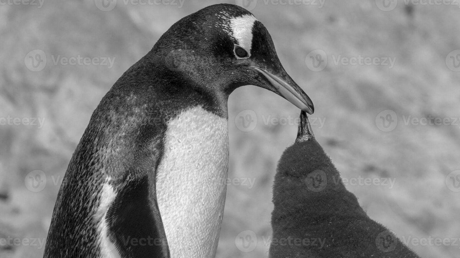 gentoo pinguim, neko porto, Antártica foto