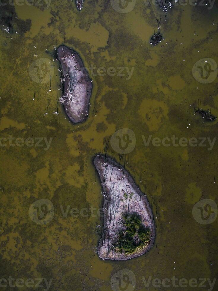 rebanho do pássaros , aéreo Visão foto