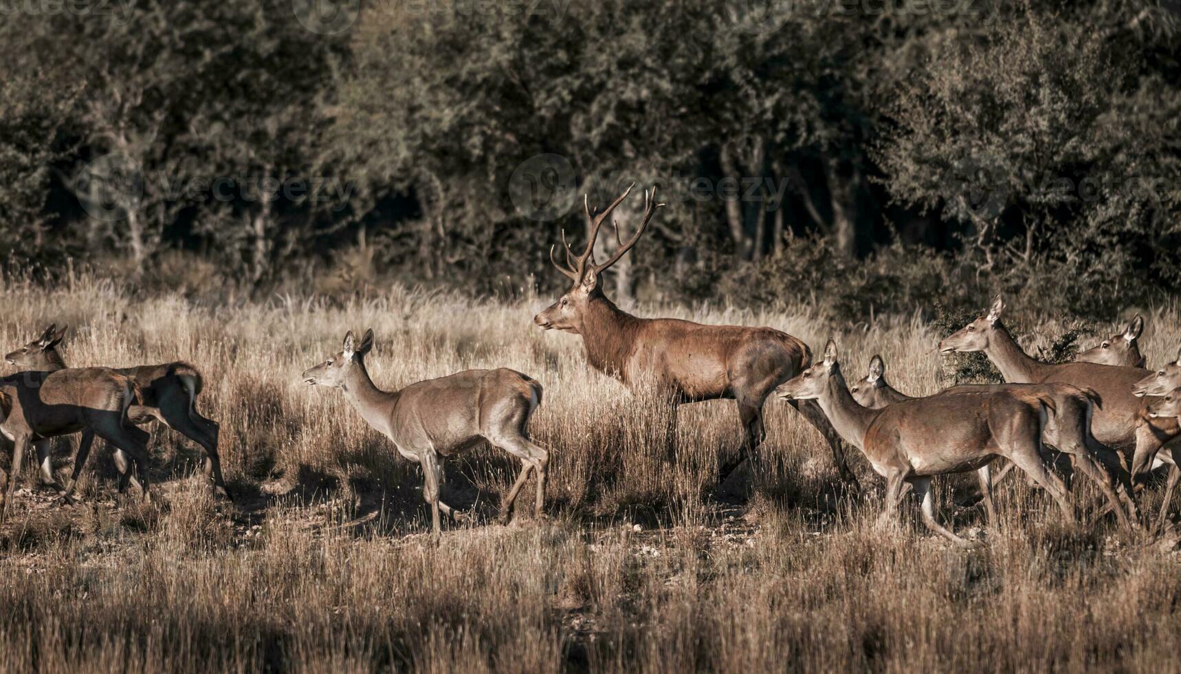 vermelho veado dentro parque luro natureza reserva, la pampa, Argentina foto