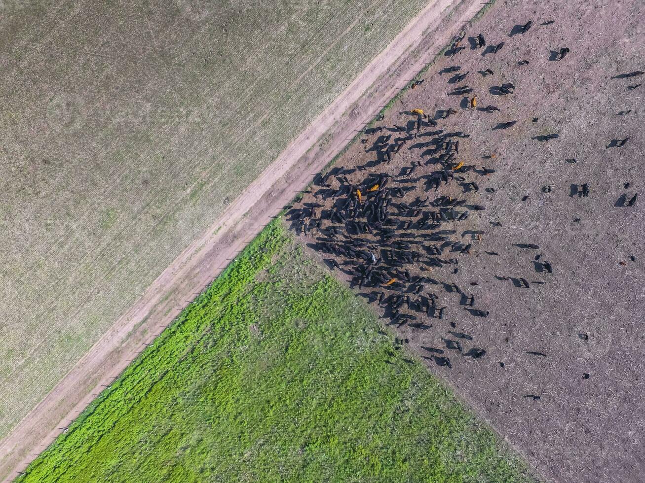 carne Produção, gado dentro pampas região, aéreo vista, argentina foto