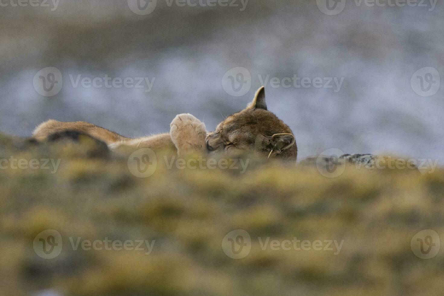 selvagem Puma com uma mão em dele olhos, torres del paine nacional parque, Patagônia, Chile. foto