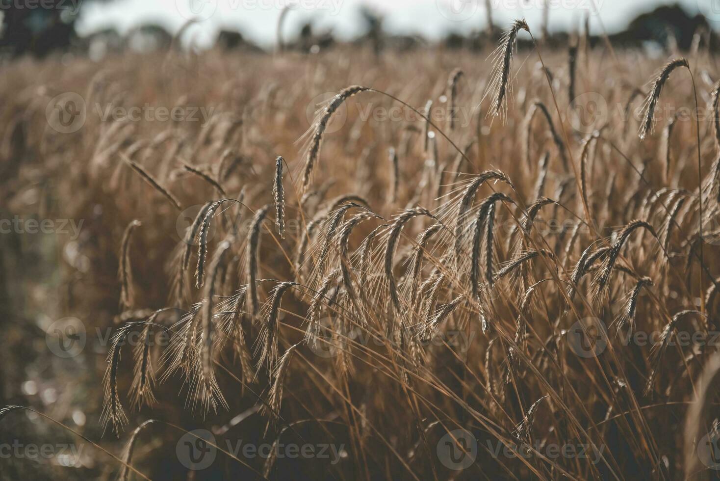 trigo dentro vintage cor, pampas, argentina foto