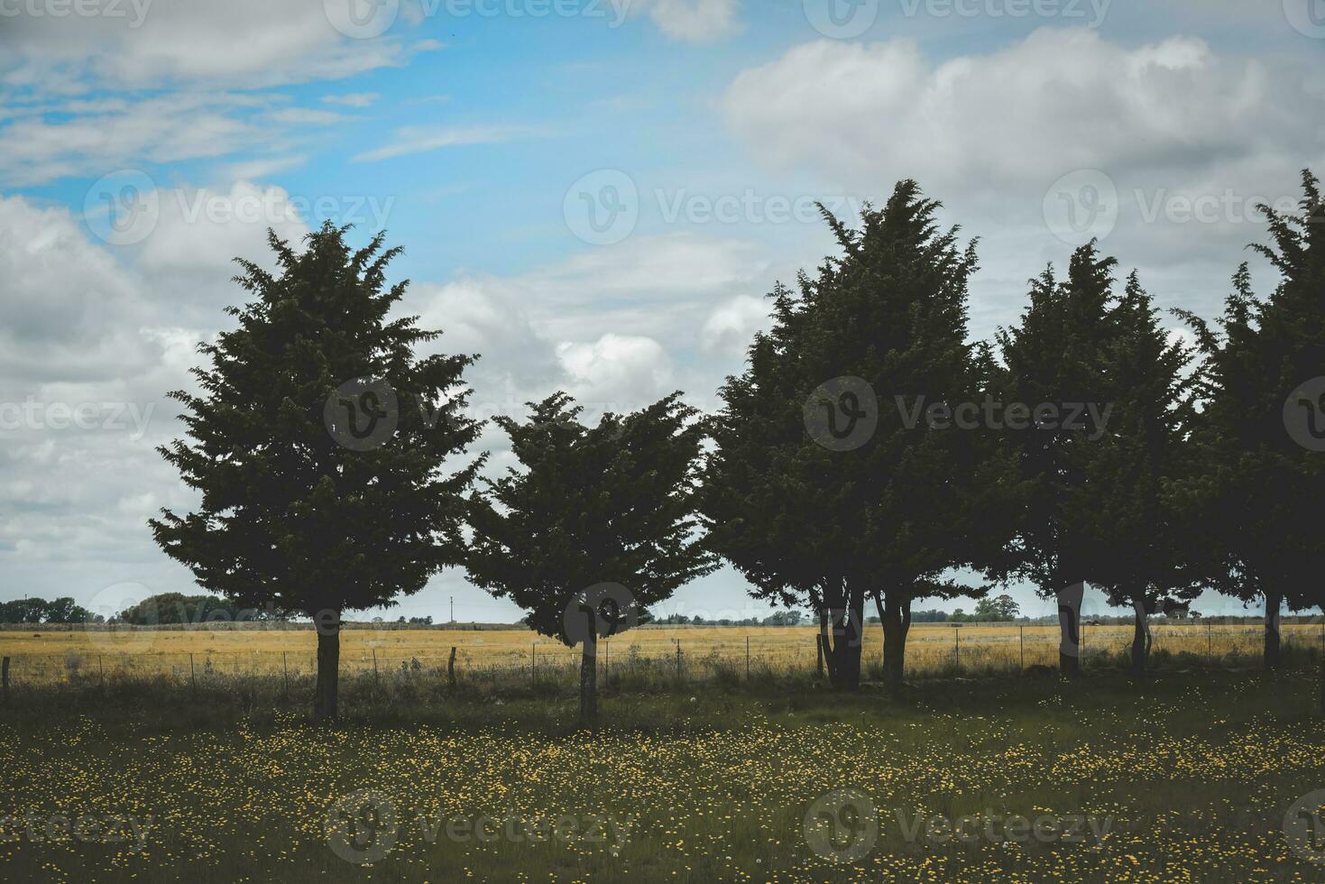 florido paisagem, la pampa, Argentina foto