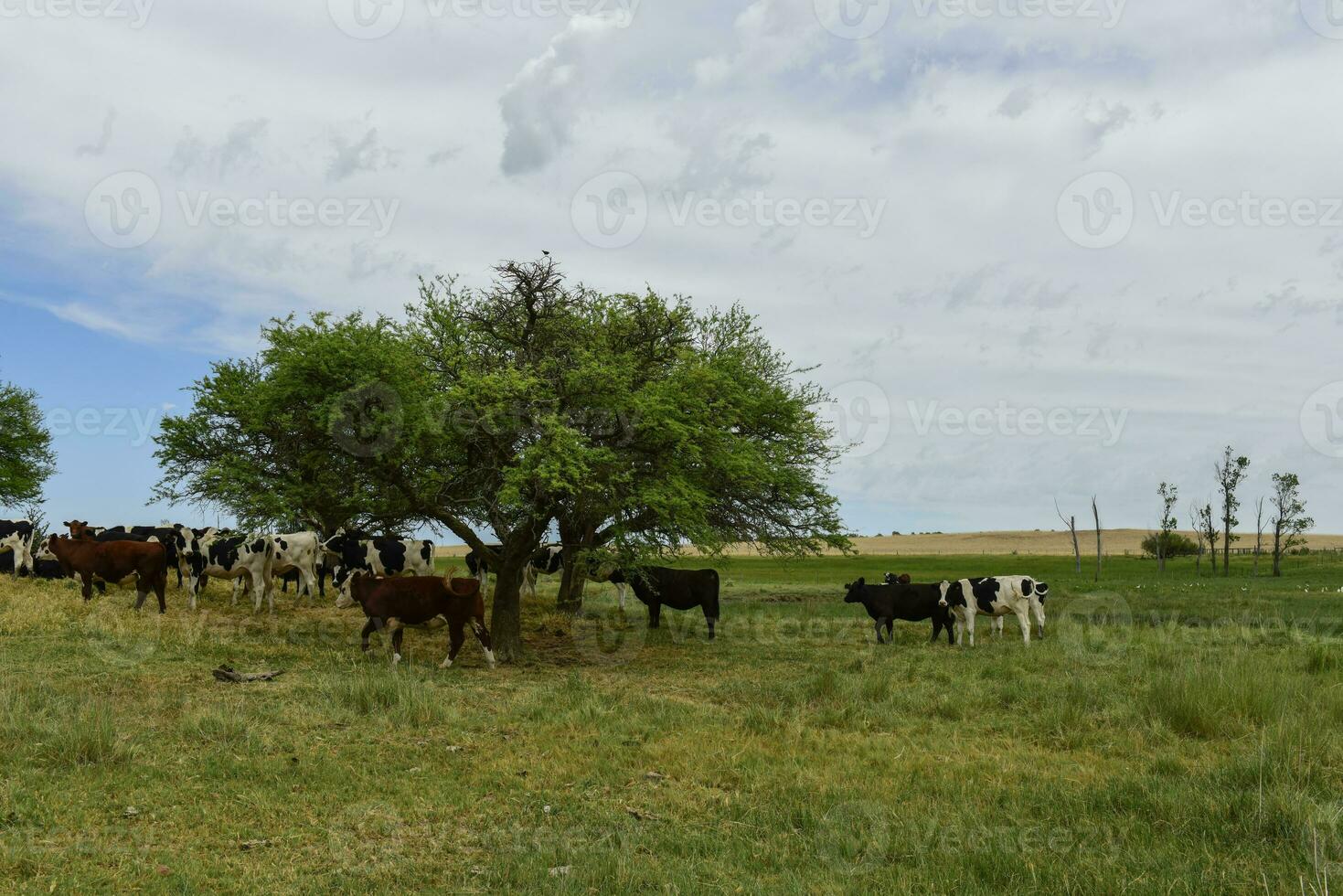 bois alimentado em pasto, la pampa, Argentina foto