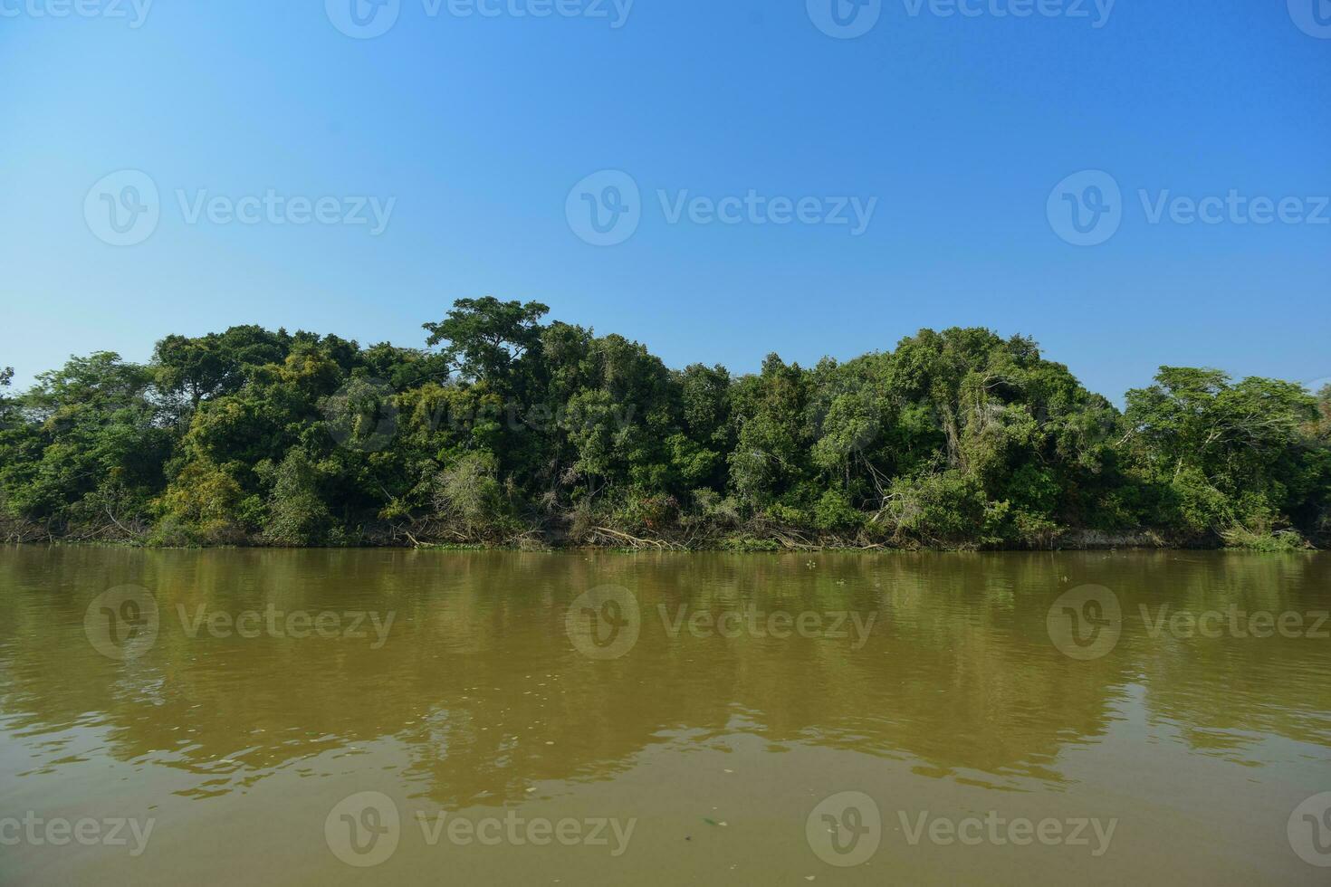 pantanal floresta ecossistema, mato grosso, Brasil foto