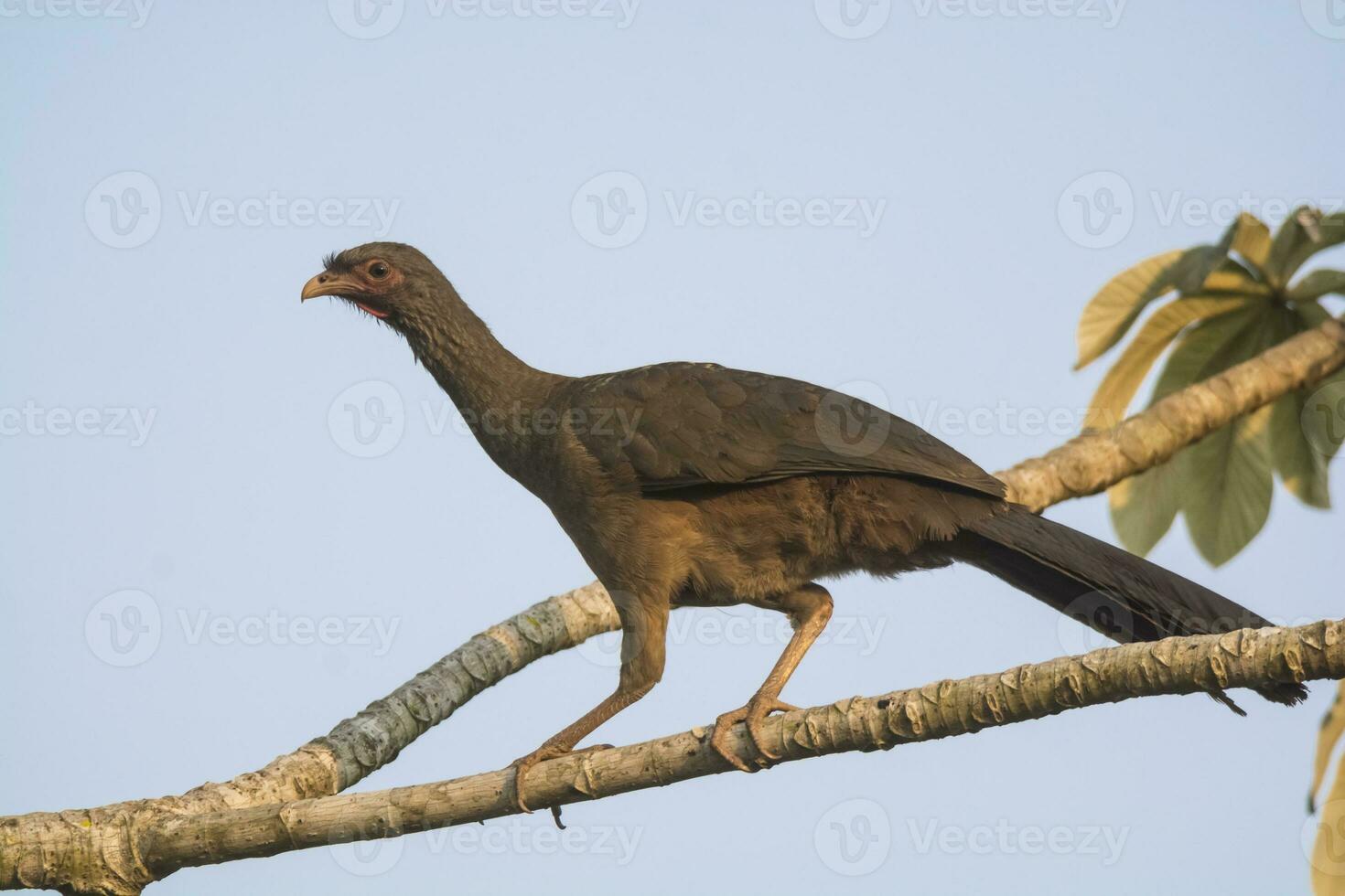 obscuro de pernas guan dentro uma selva ambiente, pantanal Brasil foto