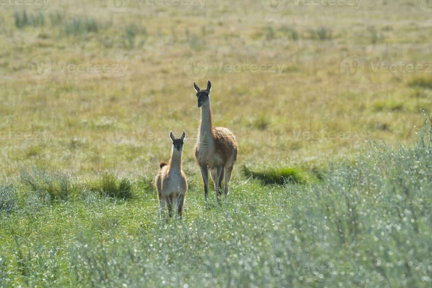 guanacos dentro pampas pastagem ambiente, la pampa província, Patagônia, Argentina. foto