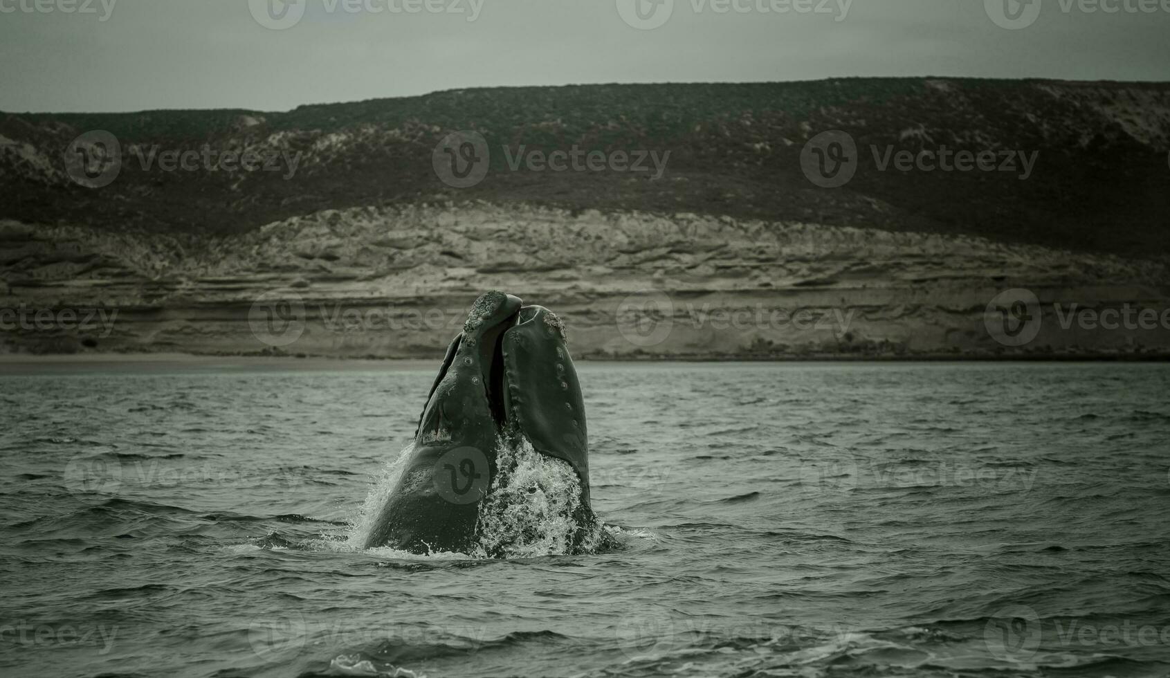 baleia patagônia Argentina foto