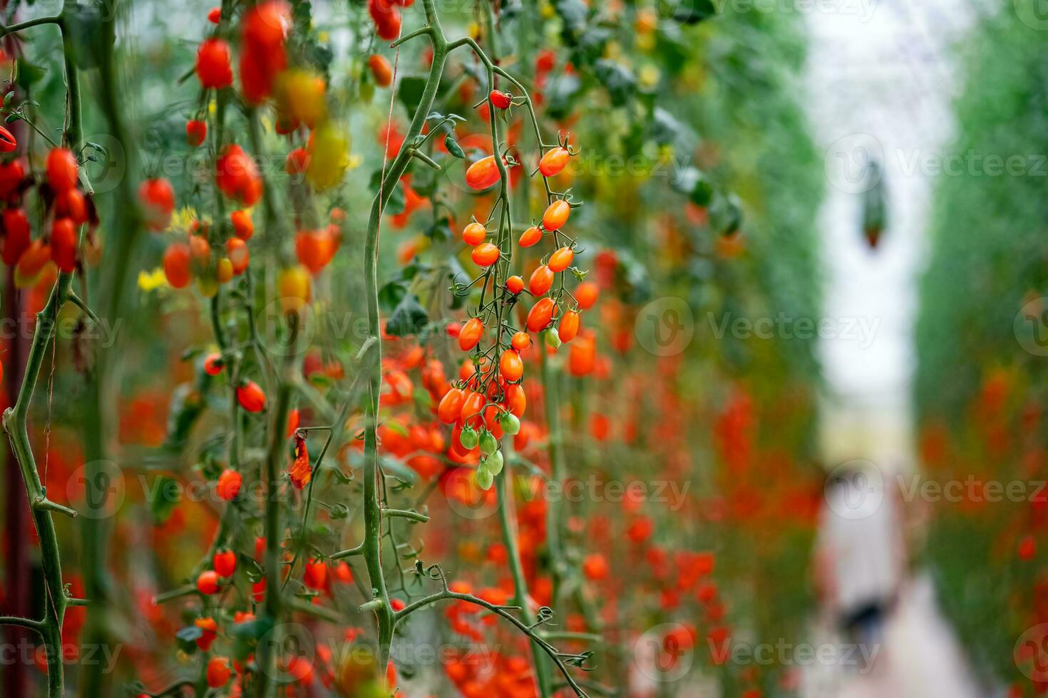 vermelho cereja tomates amadurecimento dentro a estufa jardim dentro da lat, Vietnã. foto