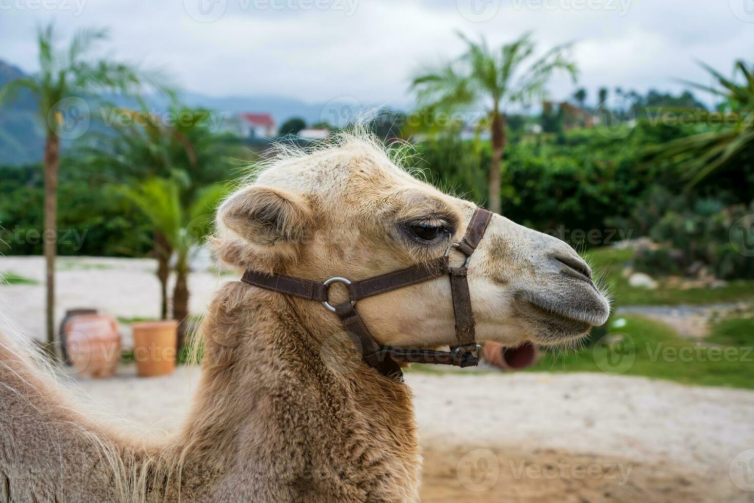camelos em uma camelo Fazenda dentro da lat, Vietnã foto