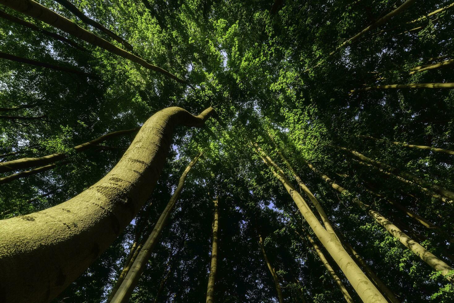 verão floresta com faia árvores foto