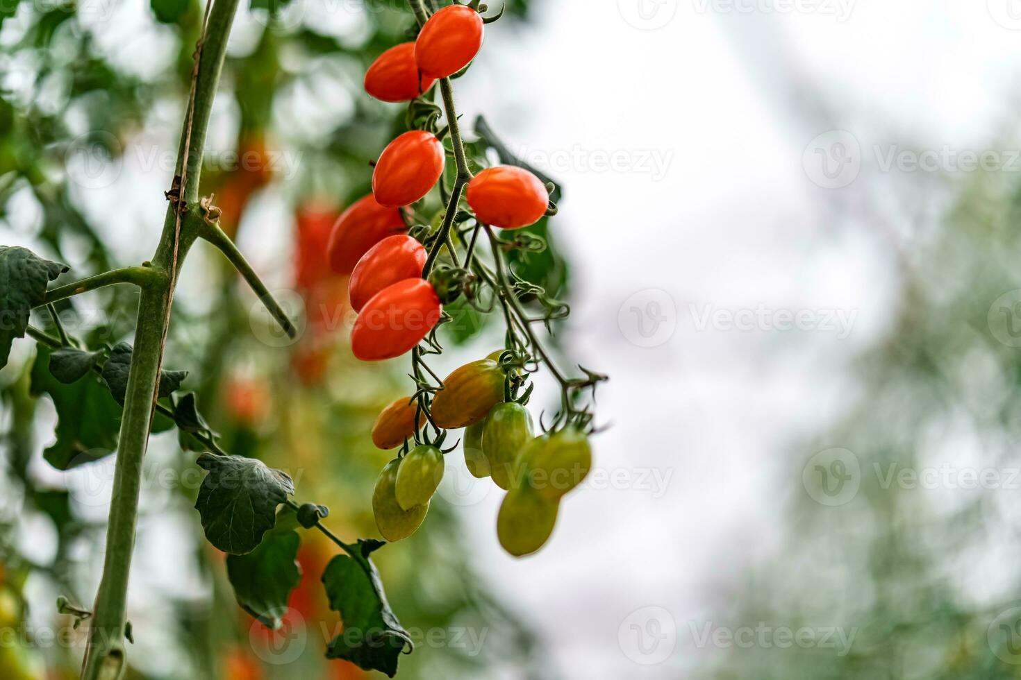 vermelho cereja tomates amadurecimento dentro a estufa jardim dentro da lat, Vietnã. foto