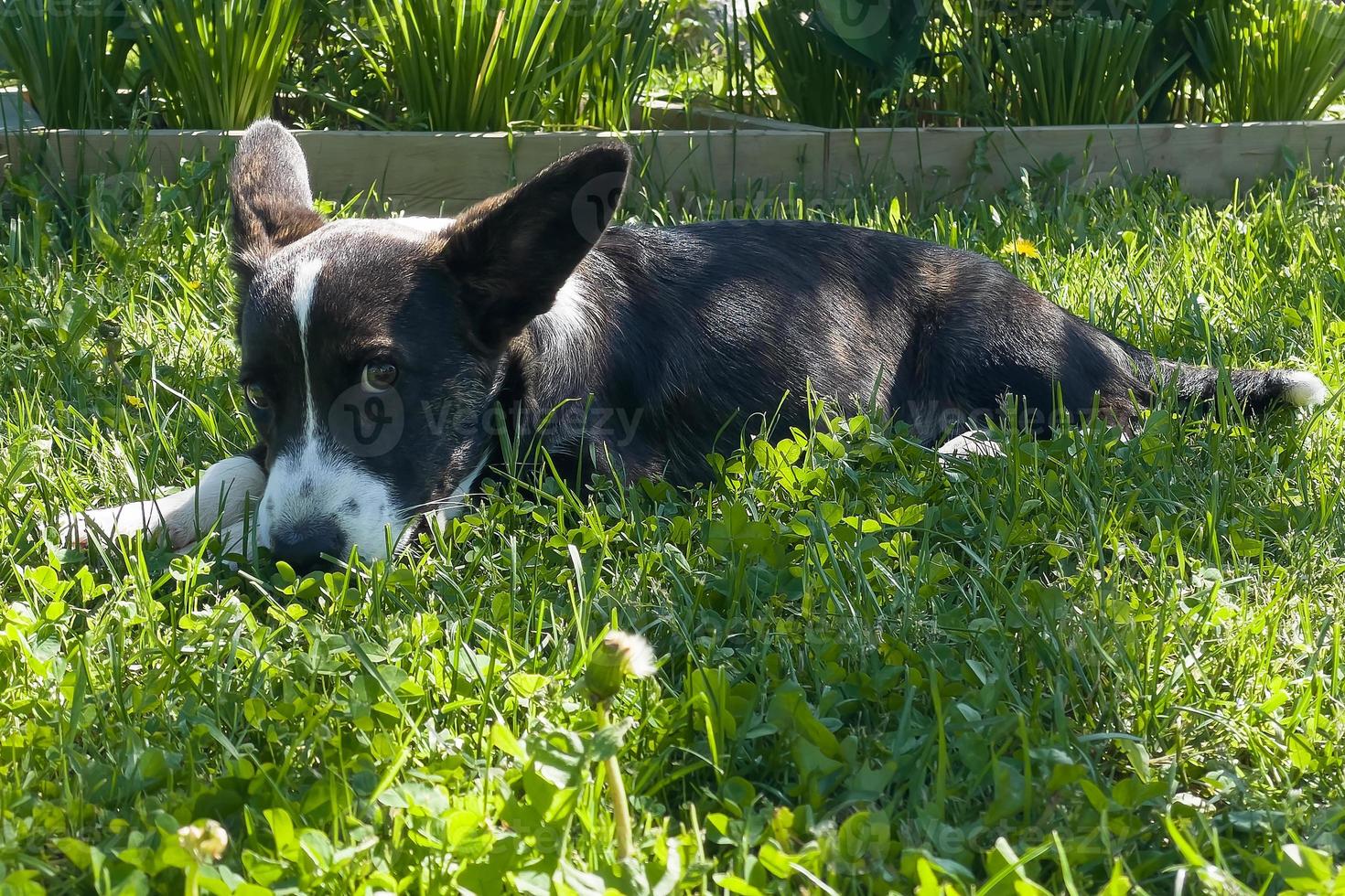 cachorrinho welsh corgi cardigan está deitado na grama. um animal de estimação. um lindo cão puro-sangue. o conceito de arte para materiais impressos. artigo sobre cães. um cachorrinho passeando. cão corgi. verde foto